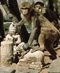 monkey playing